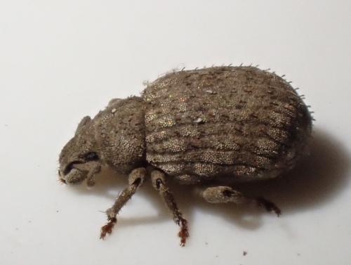 Romualdius sp.